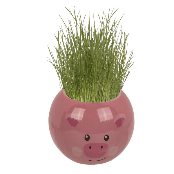 Murupea – Taluloom