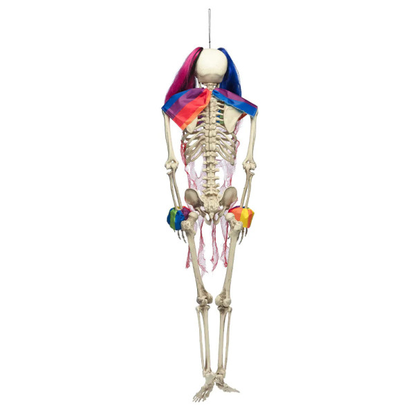 XXL Dekoratsioon "Circus skeleton" (160cm)